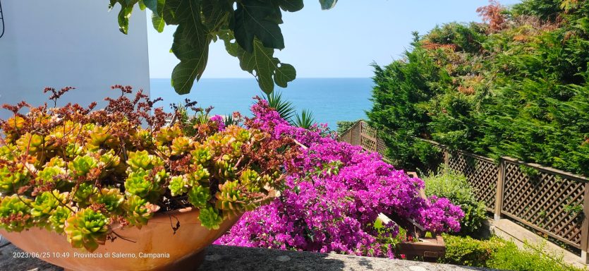 Dettaglio Giardino